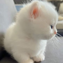 Mimi Chip