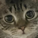 mori.moth.gpt (morimoth)'s Avatar